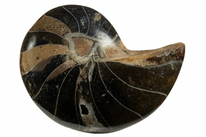 Polished Fossil Nautilus (Cymatoceras) - Unusual Black Color! #329251